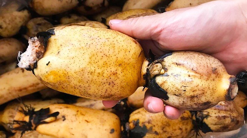 Cách chọn mua củ sen tươi ngon 