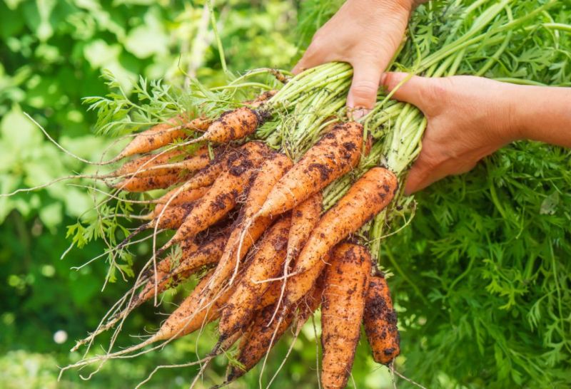 9 Loại cây bạn không nên mua dưới dạng cây con,