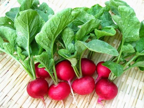 9 Loại cây bạn không nên mua dưới dạng cây con,