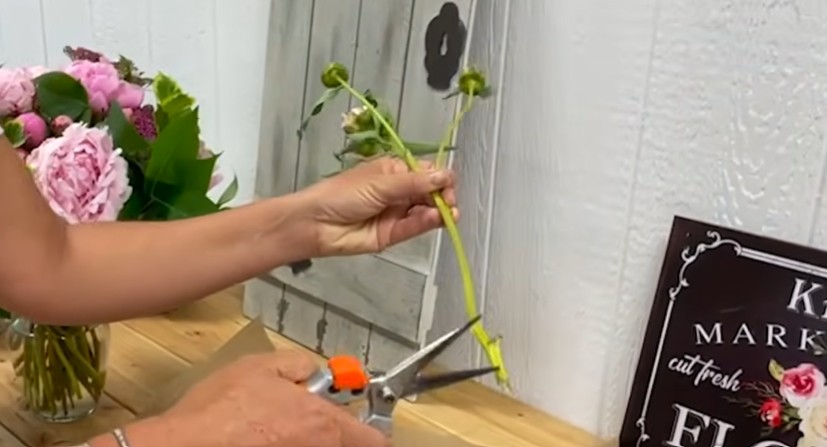Bí quyết trồng và bảo quản hoa mẫu đơn
