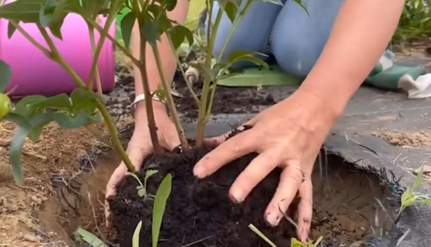 Bí quyết trồng và bảo quản hoa mẫu đơn