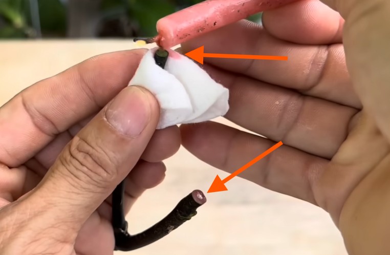 Cách nhân giống lan Hồ Điệp từ cành hoa