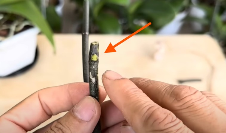 Cách nhân giống lan Hồ Điệp từ cành hoa