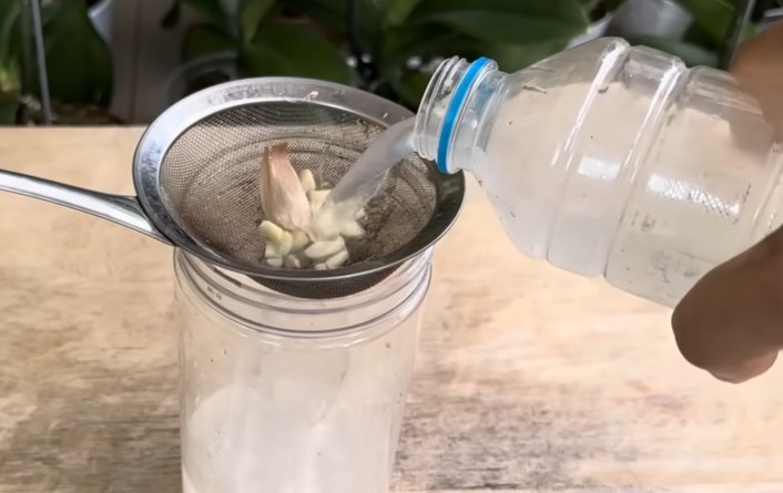 Cách nhân giống lan Hồ Điệp từ cành hoa