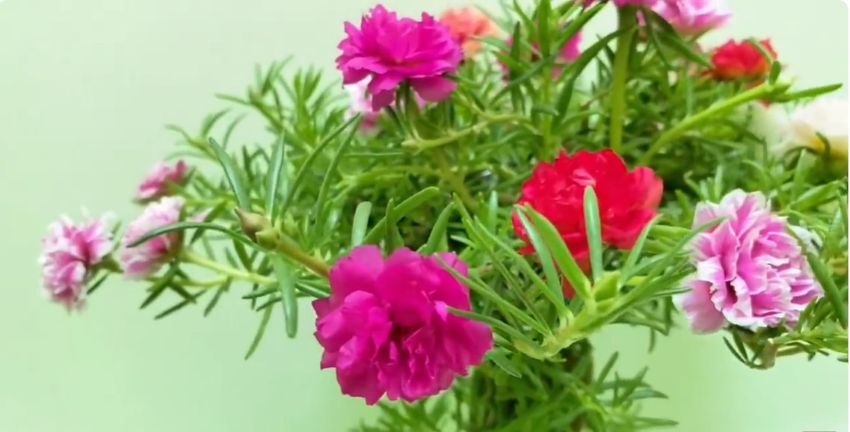 Bí quyết trồng hoa mười giờ trong nước