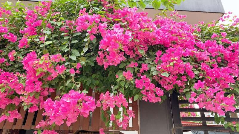 cây hoa giấy không ra hoa