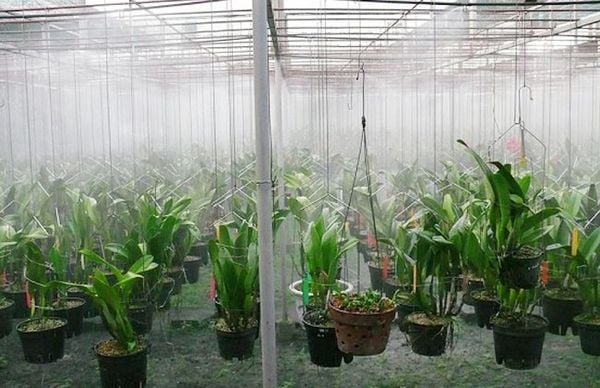 tưới nước cho lan - 10 Bí quyết chăm sóc Hoa Lan hiệu quả dành cho bạn