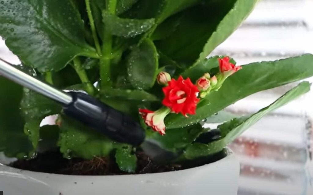 Cách chăm sóc cây sống đời