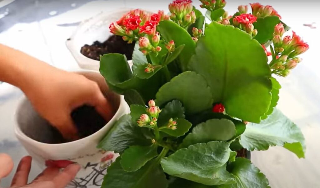 Cách chăm sóc cây sống đời