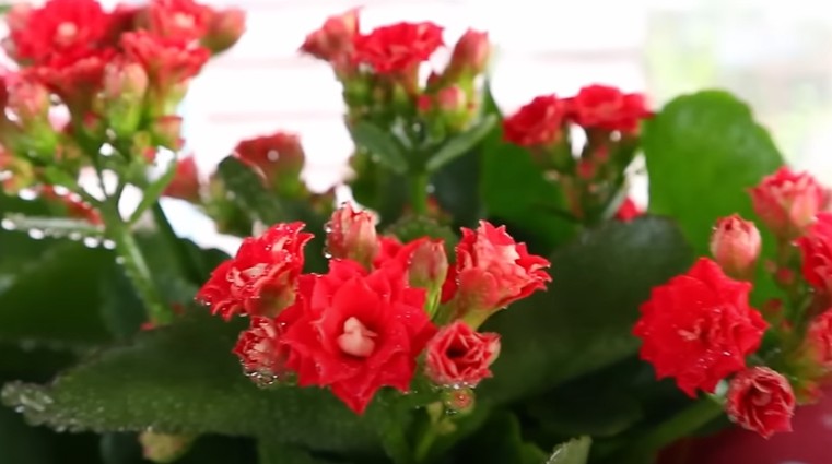 Kinh nghiệm cách chăm sóc cây sống đời của tôi làm hoa nở rộ